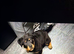 11wks Old Rottweiler Puppy