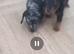 Dashhound puppys