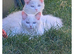 2 girls Ragdoll bicolor
