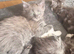 Adorable Full Breed Kittens Looking for Their Forever Homes