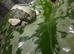 Amazon milk frog with set up