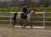 14H 5Yo Dun Gelding All Rounder Type