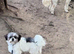 KC Reg Shih Tzu bitch