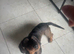 KC Reg Teckle Dachshund Stud For Sale