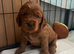 Beautiful Cockerpoo puppies for sale