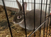 Mini Rex buck 27 week old - Roger