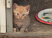 Farm Kittens