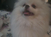 2 year old white teddy bear pomeranian dog for sale