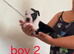 Adorable Puppies Staffordshire Bull Terrier