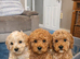 Absuluitly stunning Cockapoo puppies 8and a half weeks old redy for there forever homes