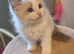 Ragdoll Kitten