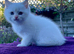 Golden Colourpoint Kittens