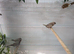 Bengalese finch