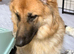 German shepherd Girl