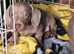 Dachshund isabella puppy for sale