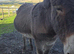 6 year old Jenny donkey in foal