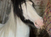 8 year old mare
