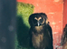 Brown wood owl for sale female