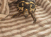 Hermanns Tortoise