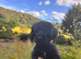 Working sprocker pups