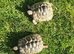 Female Hermanns tortoises for sale