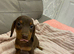 Beautiful dachshund puppies
