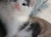Light grey /white tortoise shell female kitten