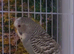 Dunfallow split bf breeding pair