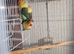 Lovebirds
