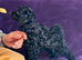 KC Toy poodles