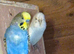 Budgie pairs