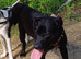 Meet SHEAMUS ! A Lovely Boy for a Loving Home