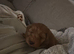 Stunning f1 Cavapoo