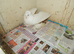 I have 3 pigeons. FOR SALE RACING PIGEON .X TRUPTER. TRUPTER...