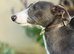 Bedlington whippet