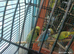 Budgie Bird single MALES - blue colours and green colours with yellow &pound;25 each or any 3 for &pound;70