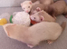 6 Baby ferrets
