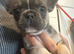 Micro frenchie