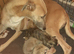 Stunning top quality lurcher puppies