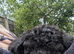 Cockapoo pups f2b boys