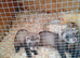 Semi-angora kits