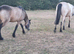 Welsh C Riding