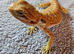 Bearded dragon 4months old ( Rescue )