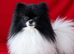 Beautiful Black Pomeranian Boys - Looking for Loving Homes