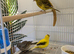 2026 fife canaries for sale