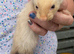 Beautiful lilac ferrets