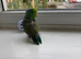Pacific parrotlet