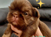 Special quality dobie Imperial shih tzu's