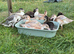 Call Ducklings