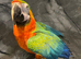 Friendly Super Tame Cuddly Talking Dancing Haraquin Macaw